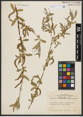 Foto von Salix alba L.